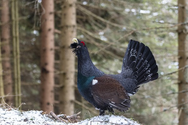 Western capercaillie