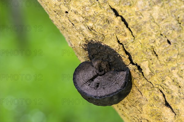 Charcoal ball fungus