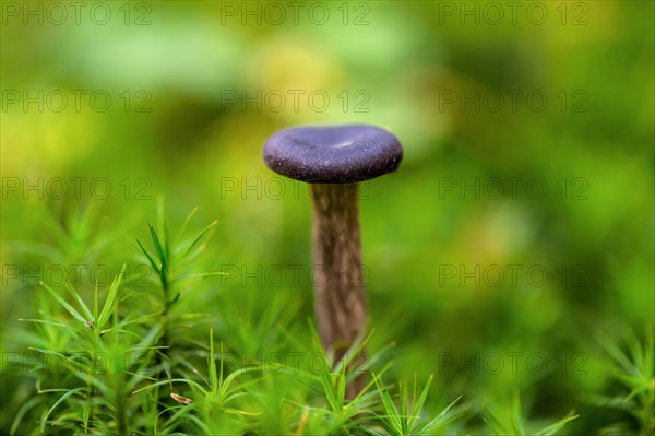 Goblet funnel cap