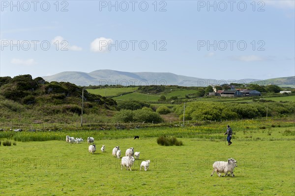 Shepherd driving flock of sheep across pastureland