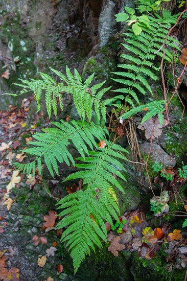 Light green fern leaves in the Helle valley near Winterberg