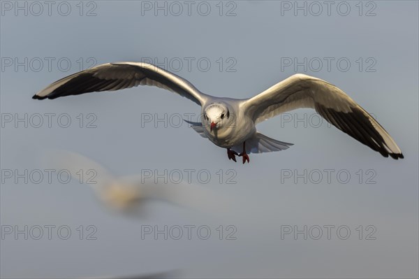 Black-headed gull