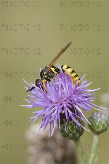 European beewolf