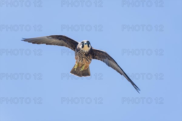 Eleonora's falcon