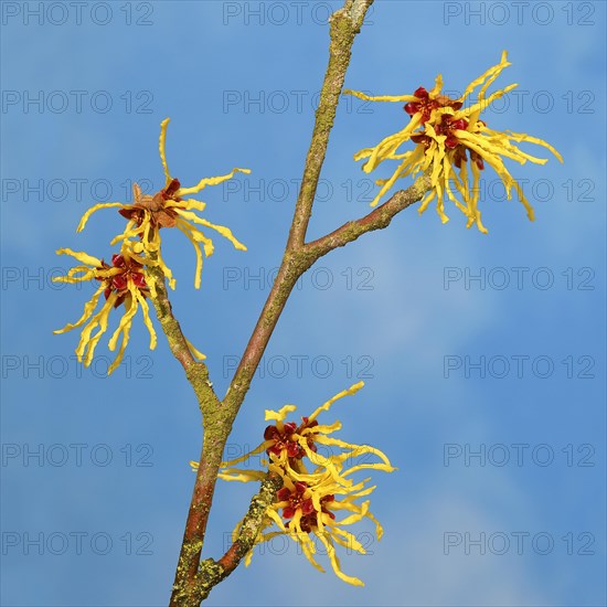 Flowering witch hazel