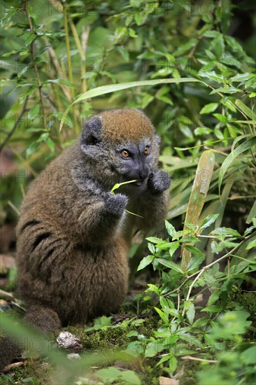 Lac Alaotra bamboo lemur