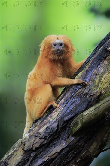 Golden lion tamarin