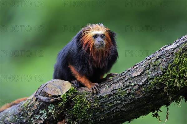 Golden-headed lion tamarin