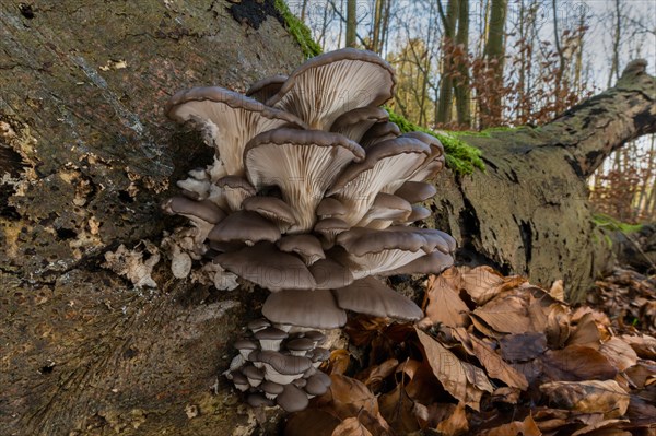 Oyster mushroom