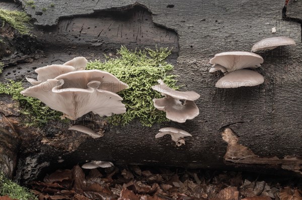 Oyster mushroom