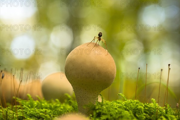 Pear-shaped puffball