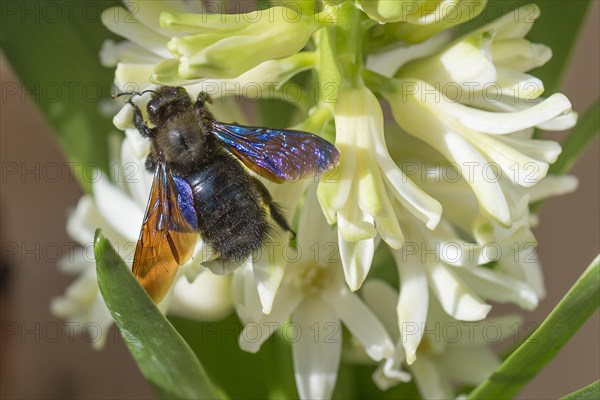 Carpenter Bee