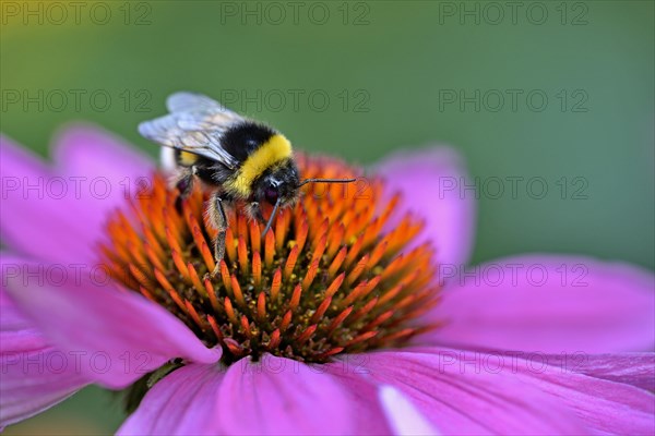 Large earth bumblebee