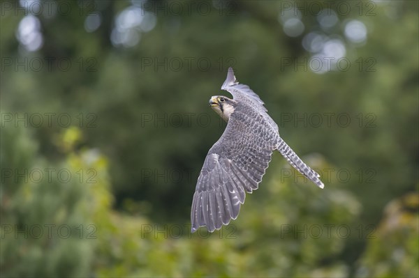 Lanner falcon