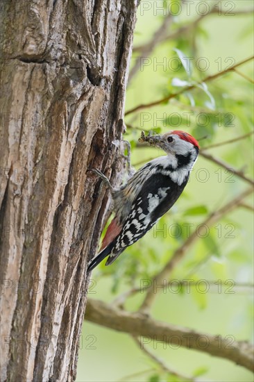 Middle spotted woodpecker