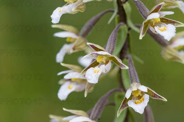 Marsh Helleborine