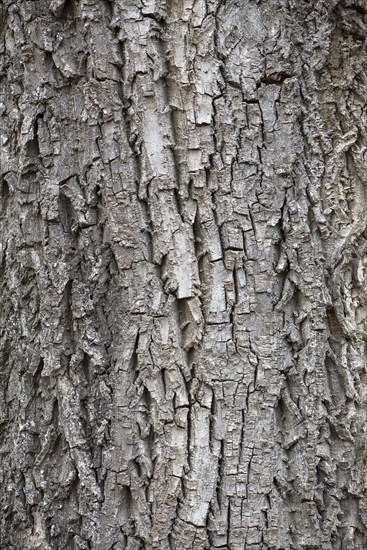 Bark of a real walnut tree