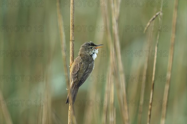 Reed warbler