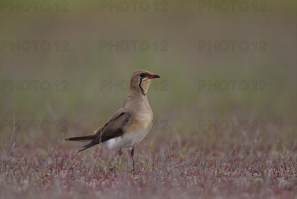 Collared pratincole