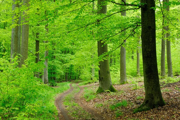 Hiking trail winds through natural beech forest in spring