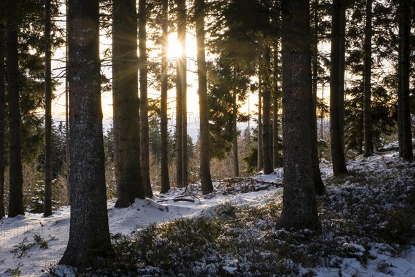 Sun shines between trees in winter forest