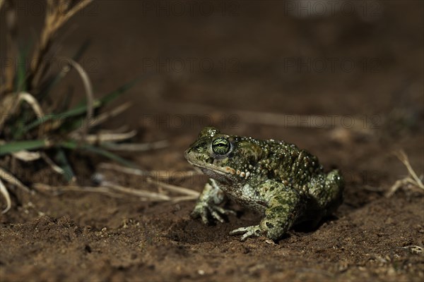 Natterjack toad