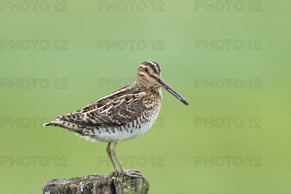 Common Common snipe