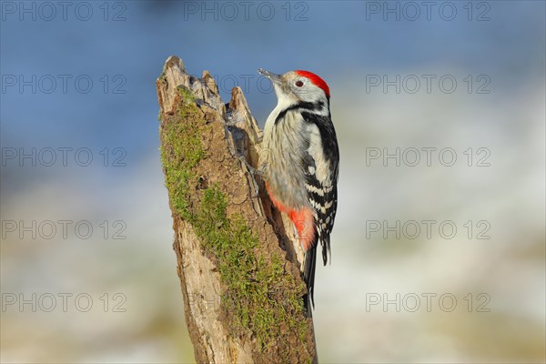 Middle Spotted Woodpecker