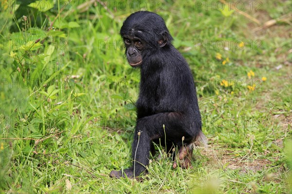 Bonobo