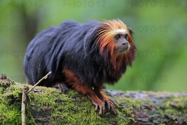 Golden-headed lion tamarin