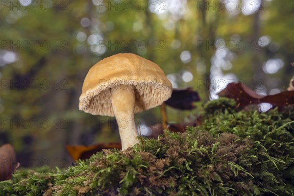 Red-yellow stubble fungus