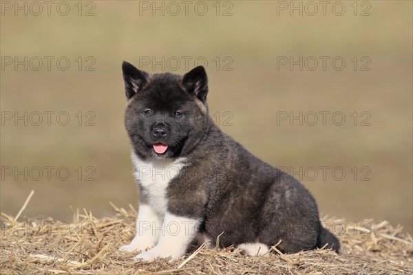 American Akita puppy