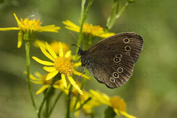 Ringlet