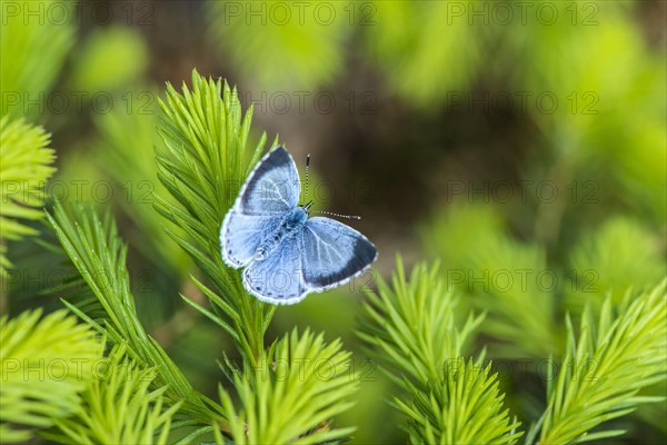 Holly Blue