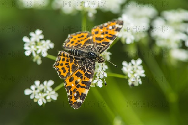 Map butterfly