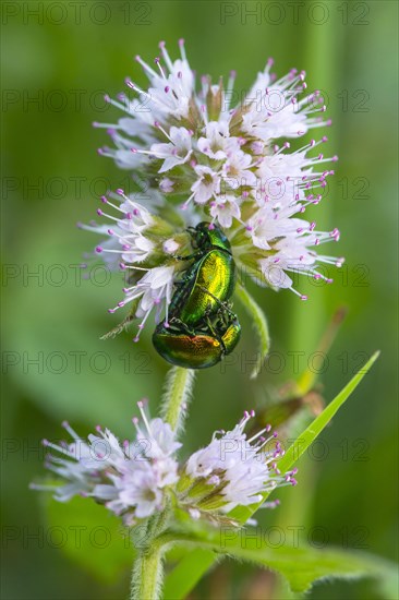 Golden shining leaf beetle