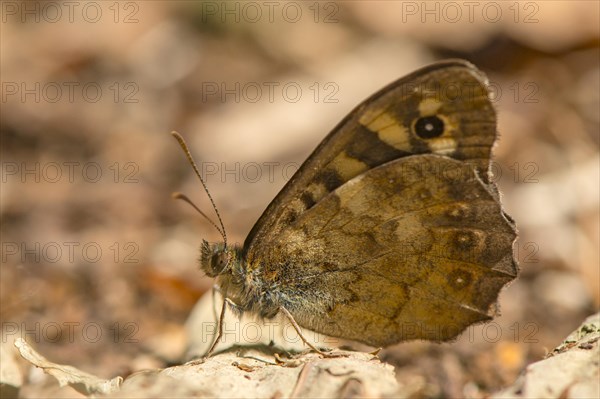 Speckled wood