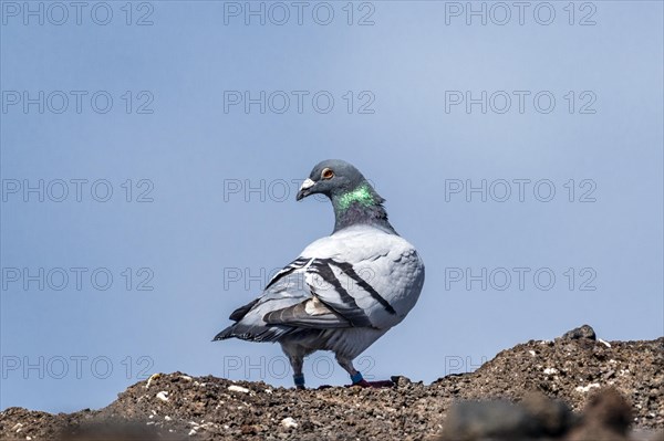 Rock Dove