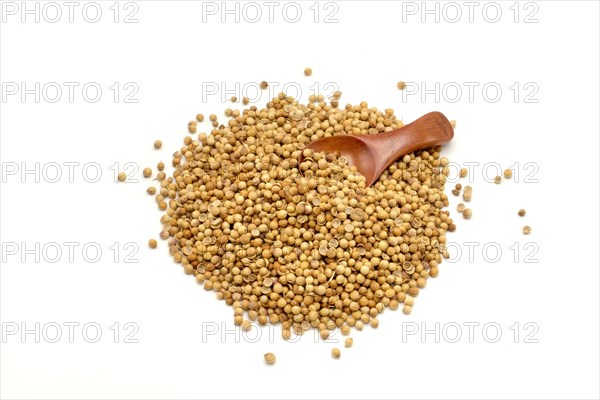 A pile of coriander seeds with a wooden spoon against a white background