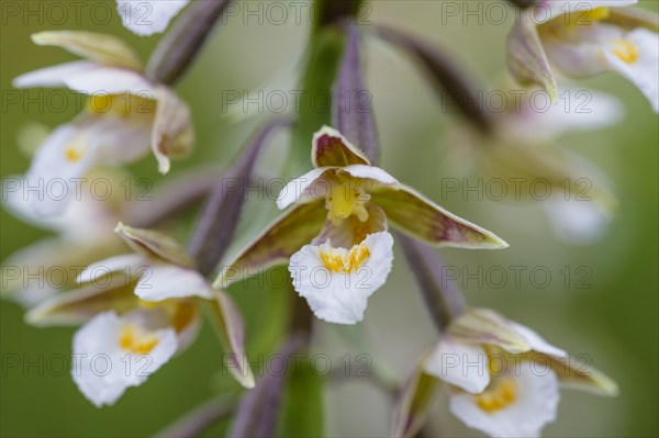 Marsh Helleborine