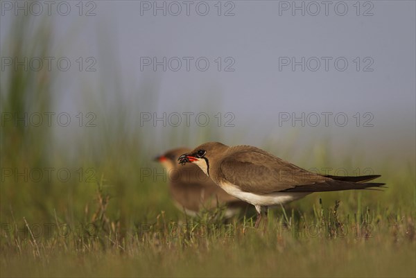 Collared pratincole