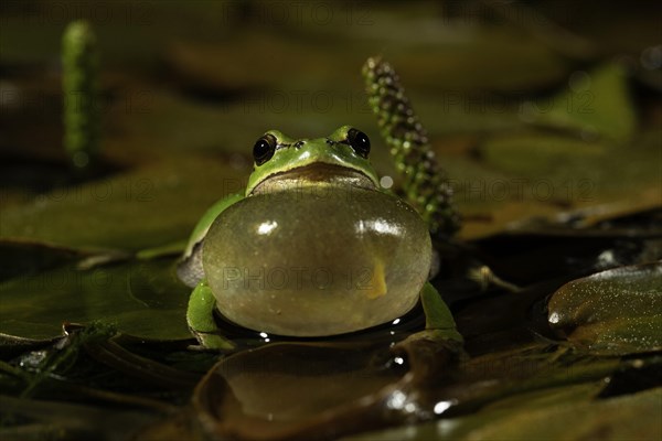 European tree frog