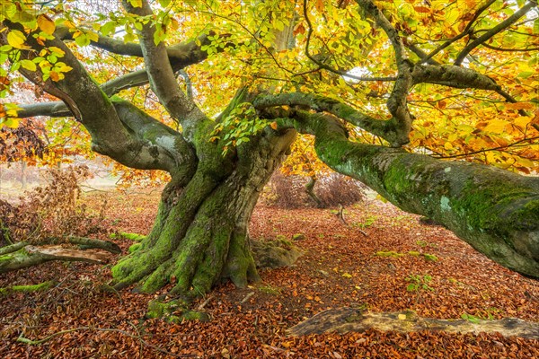 Old gnarled beech with moss in autumn in a former hute forest