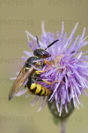 European beewolf