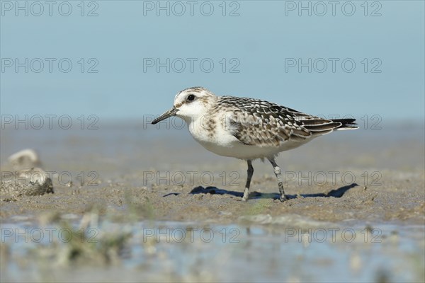 Sanderling