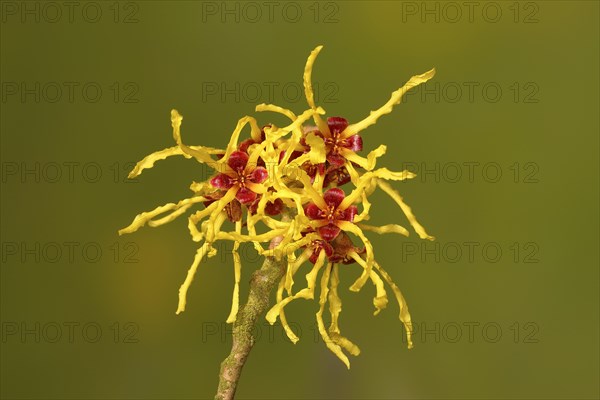 Flowering witch hazel