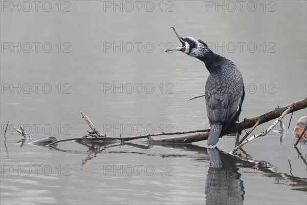 Great cormorant