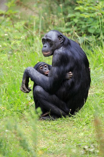 Bonobo