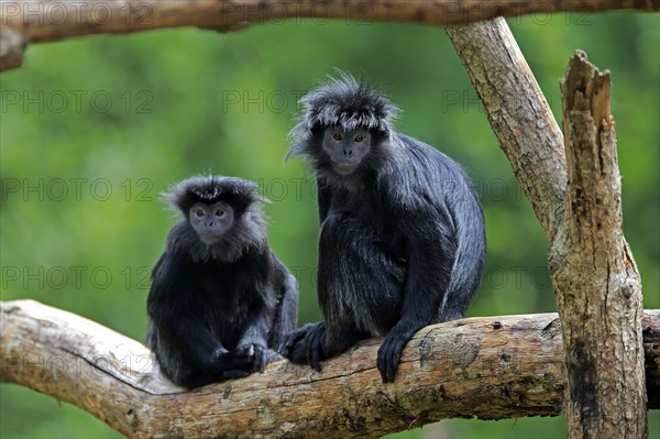 Javan lutung