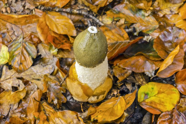 Common Common stinkhorn